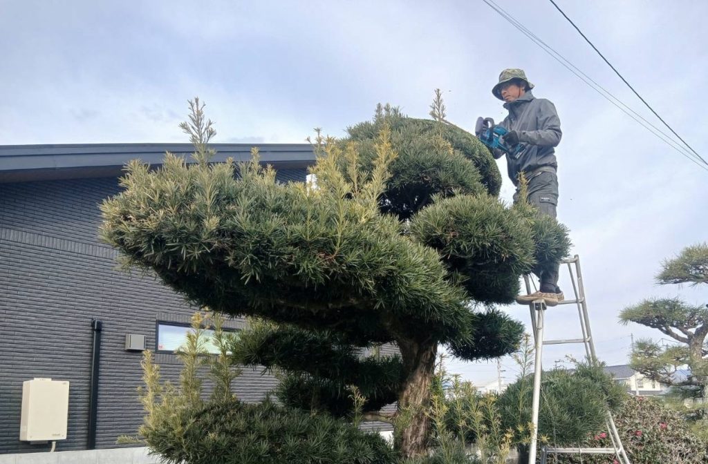 庭サポにしむらマキ刈り込み