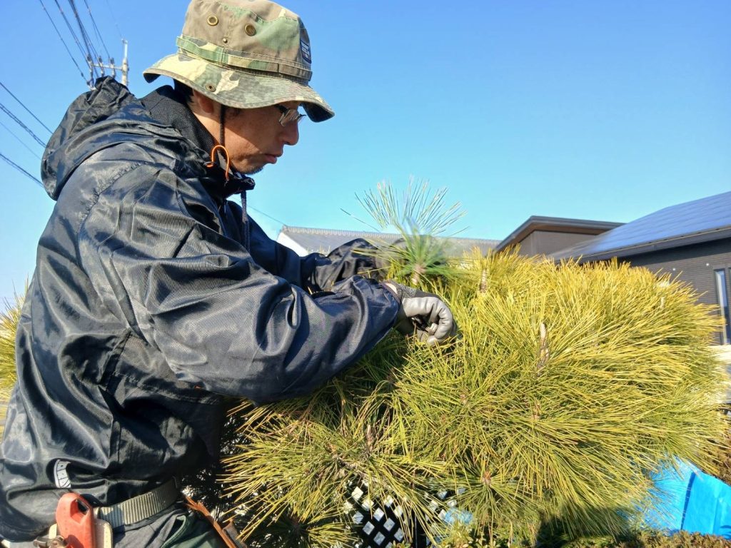 庭サポにしむらマツ剪定